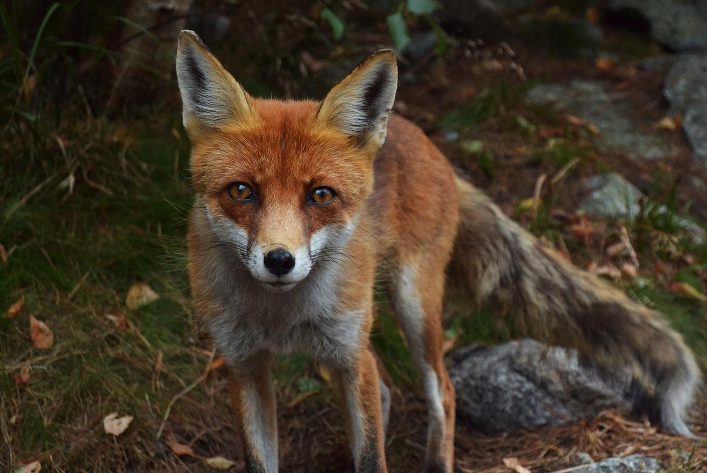 Issues with the 4th release of Firefox